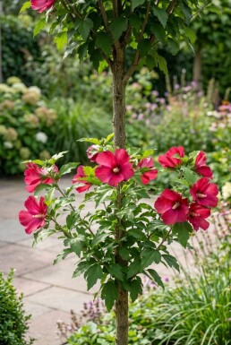 Hibiscus syriacus 'Flower Tower Ruby' forme colonnaire 125-150 cm C10