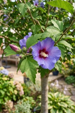 Hibiscus syriacus 'Marina' demi-tige 90 cm C10