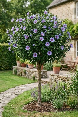 Hibiscus syriacus 'Oiseau Bleu' demi-tige 90 cm C10