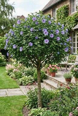 Hibiscus syriacus 'Oiseau Bleu' demi-tige 90 cm C10