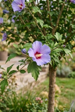 Hibiscus syriacus 'Oiseau Bleu' demi-tige 90 cm C10