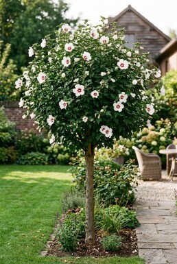Hibiscus syriacus 'Red Heart' demi-tige 90 cm C10