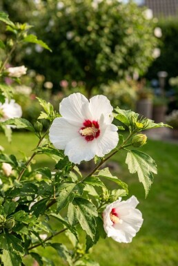 Hibiscus syriacus 'Red Heart' demi-tige 90 cm C10