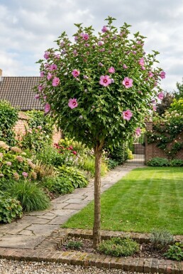 Hibiscus syriacus 'Woodbridge' demi-tige 120 cm C10