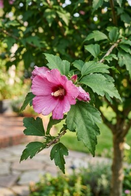 Hibiscus syriacus 'Woodbridge' demi-tige 120 cm C10