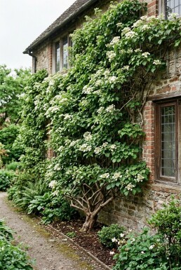 Hydrangea anomala subsp. petiolaris forme branchue 150-175 cm C10