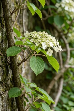 Hydrangea anomala subsp. petiolaris forme branchue 150-175 cm C10
