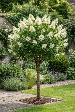 Hydrangea paniculata 'Kyushu' demi-tige 90 cm C10