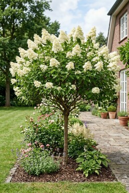 Hydrangea paniculata 'Kyushu' demi-tige 90 cm C10