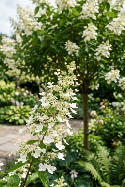 Hydrangea paniculata 'Kyushu' demi-tige 90 cm C10