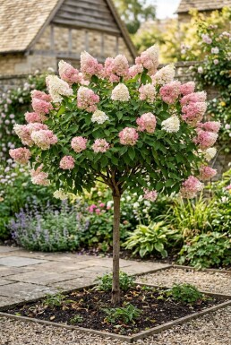 Hydrangea paniculata 'Pink Diamond' demi-tige hauteur de tige 100 cm C10