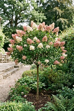 Hydrangea paniculata 'Pink Diamond' demi-tige hauteur de tige 100 cm C10