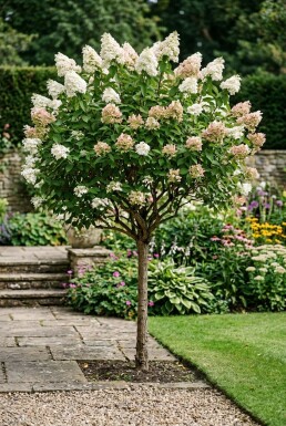 Hydrangea paniculata 'Silver Dollar' demi-tige 100 cm C10