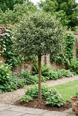 Ilex aquifolium 'Argentea Marginata' demi-tige hauteur de tige 90 cm C10