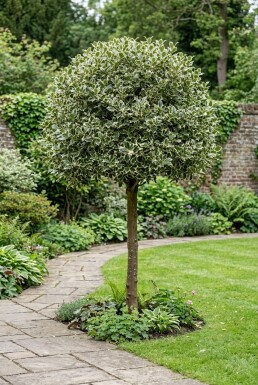 Ilex aquifolium 'Argentea Marginata' demi-tige hauteur de tige 90 cm C10