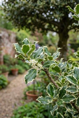Ilex aquifolium 'Argentea Marginata' demi-tige hauteur de tige 90 cm C10