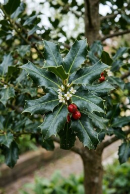 Ilex meserveae 'Blue Maid' demi-tige 90 cm C10