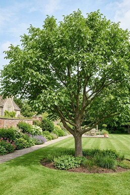 Juglans regia 'Broadview' en quenouille 175-200 cm C10