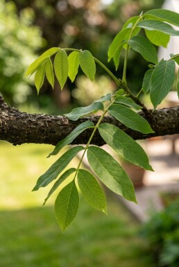 Juglans regia 'Broadview' en quenouille 175-200 cm C10
