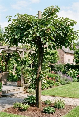 Actinidia arguta 'Fresh Jumbo' tige 80-100 cm C2