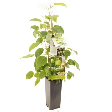 Actinidia arguta 'Fresh Jumbo' tige 80-100 cm C2