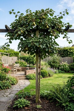 Actinidia arguta 'Fresh Jumbo' tige 80-100 cm C2