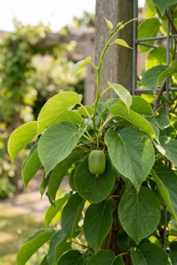 Actinidia arguta 'Fresh Jumbo' tige 80-100 cm C2