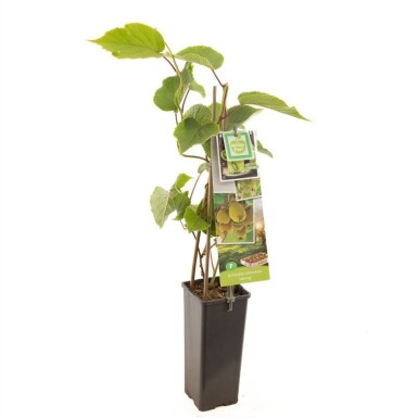 Actinidia chinensis 'Jenny' sur tige 50 cm C2