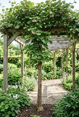 Actinidia chinensis 'Jenny' sur tige 50 cm C2