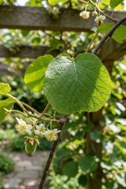 Actinidia chinensis 'Jenny' sur tige 50 cm C2
