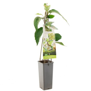Actinidia chinensis 'Atlas' tuteur 50 cm C2