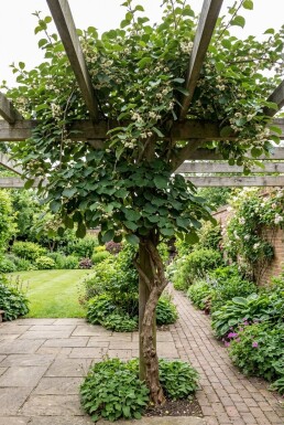 Actinidia chinensis 'Atlas' tuteur 50 cm C2