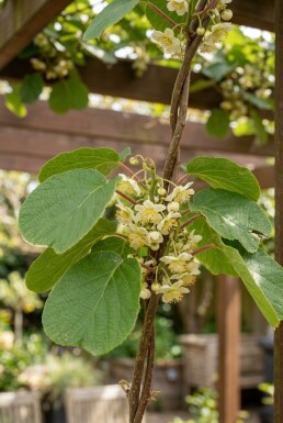Actinidia chinensis 'Atlas' tuteur 50 cm C2