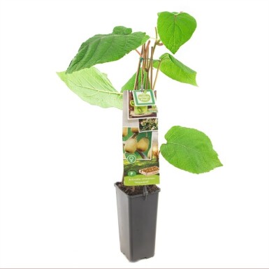 Actinidia chinensis 'Hayward' tige 50 cm C2