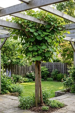 Actinidia chinensis 'Hayward' tige 50 cm C2