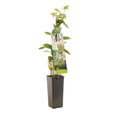 Actinidia arguta 'Weiki' tuteur 50 cm C2