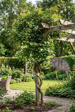 Actinidia arguta 'Weiki' tuteur 50 cm C2