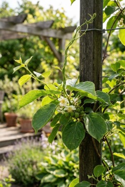 Actinidia arguta 'Weiki' tuteur 50 cm C2