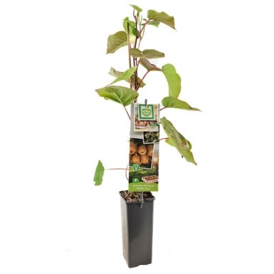 Actinidia chinensis 'Golden Kiwi' sur tige 50 cm C2