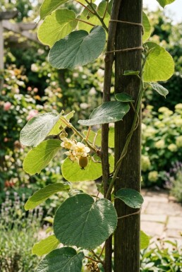 Actinidia chinensis 'Golden Kiwi' sur tige 50 cm C2
