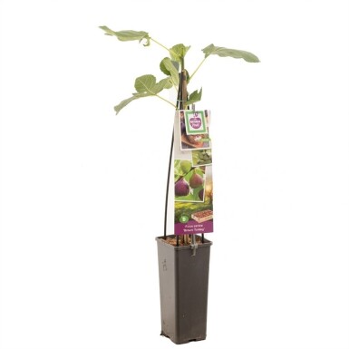 Ficus carica 'Brown Turkey' sur tige 80 cm C2