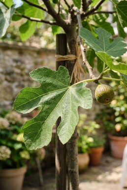 Ficus carica 'Brown Turkey' sur tige 80 cm C2
