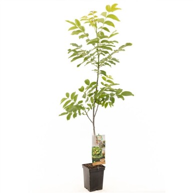 Juglans regia arbuste 200 cm C5