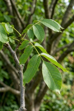 Juglans regia arbuste 200 cm C5