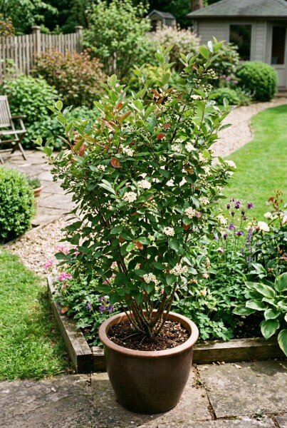 Aronia melanocarpa arbuste 60 cm C5