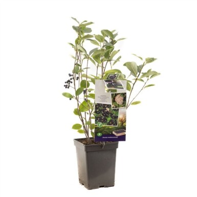 Aronia melanocarpa arbuste 60 cm C5