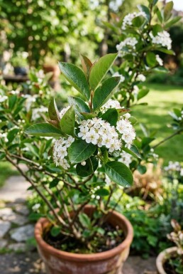 Aronia melanocarpa arbuste 60 cm C5