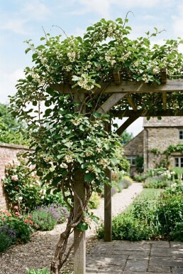 Actinidia chinensis 'Huwelijk' porteuse 60 cm C5