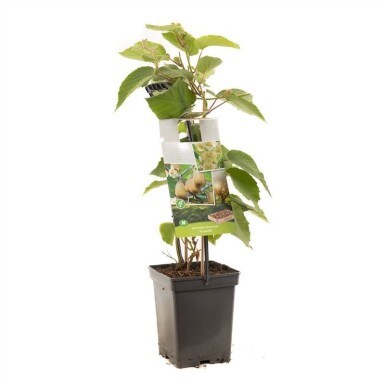 Actinidia chinensis 'Huwelijk' porteuse 60 cm C5