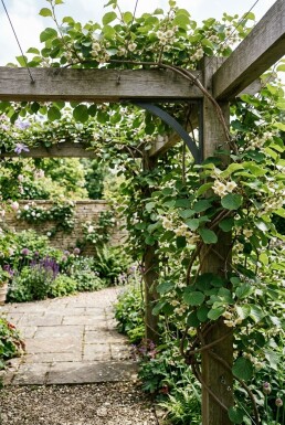 Actinidia chinensis 'Huwelijk' porteuse 60 cm C5
